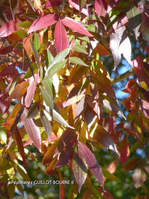 Photo Fraxinus angustifolia 'Raywood'