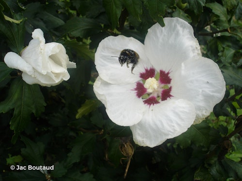 Photo Hibiscus syriacus 'Red Heart'