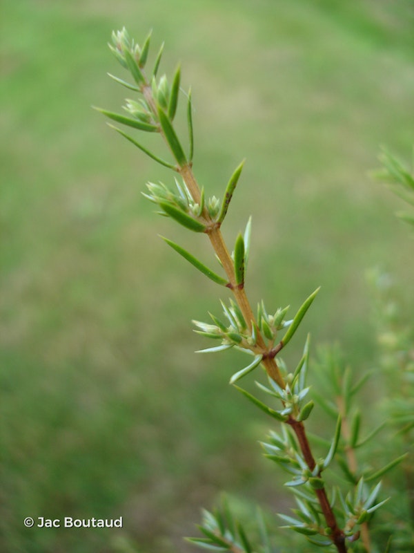 Photo Juniperus communis 'Hibernica'