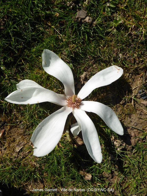 Photo Magnolia denudata