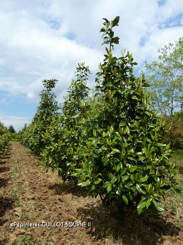 Photo Magnolia grandiflora 'Galissonnière'