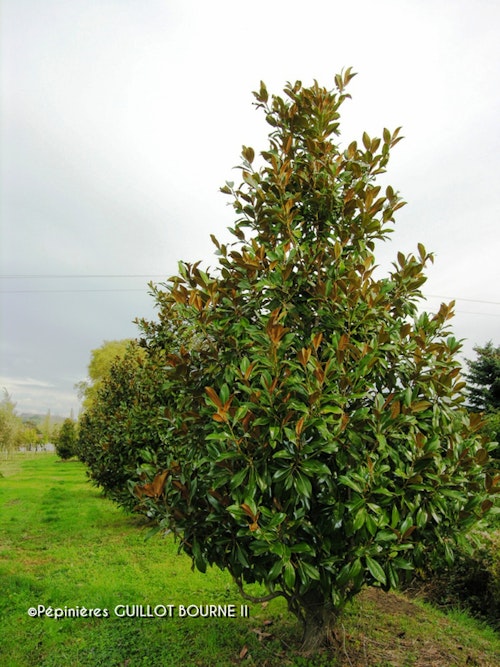 Photo Magnolia grandiflora 'Galissonnière'