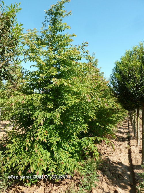 Photo Ostrya japonica