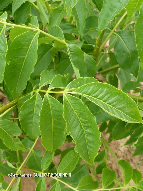 Photo Phellodendron amurense