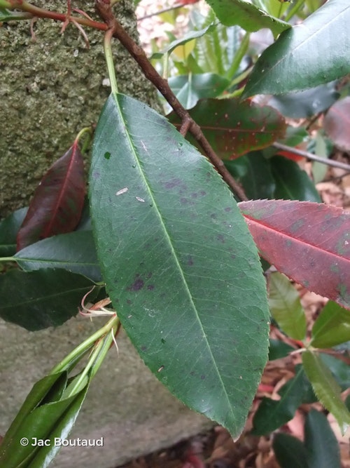 Photo Photinia serratifolia
