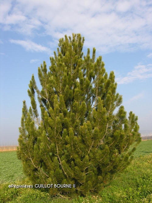 Photo Pinus heldreichii