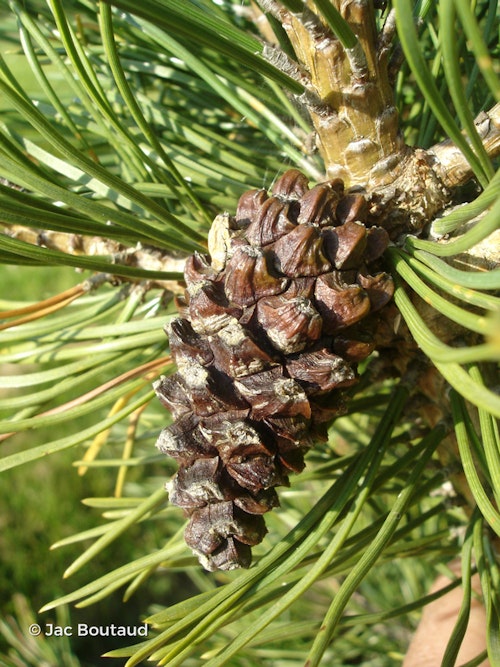Photo Pinus mugo