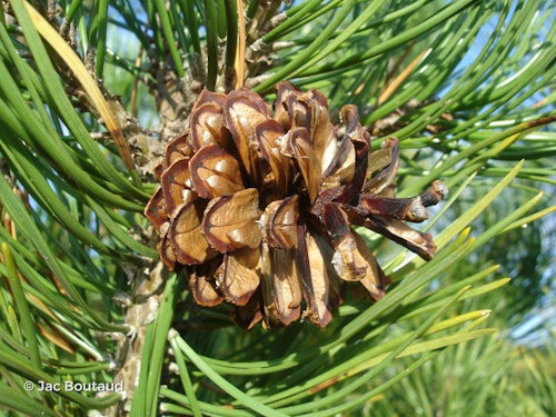 Photo Pinus mugo