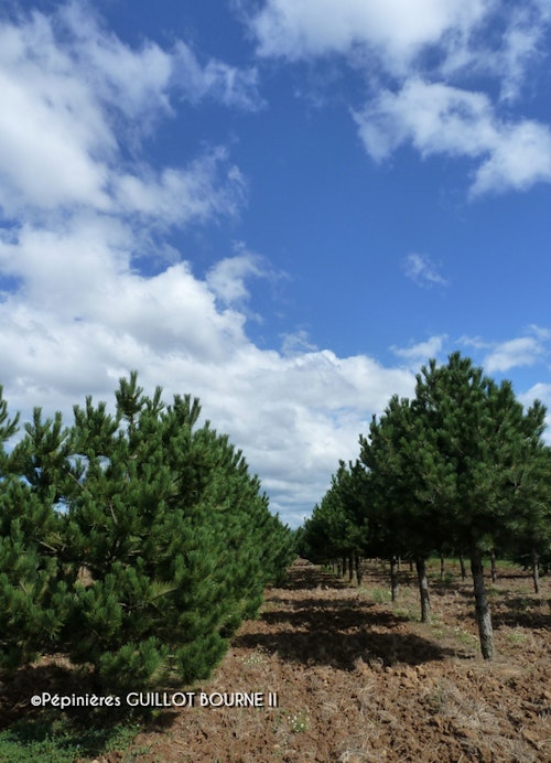 Photo Pinus nigra subsp. nigra