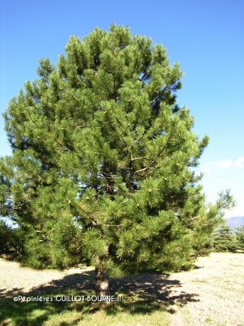 Photo Pinus nigra subsp. nigra