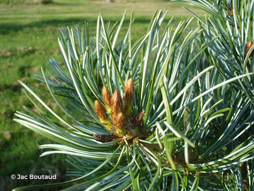 Photo Pinus parviflora ( Glauca Group )