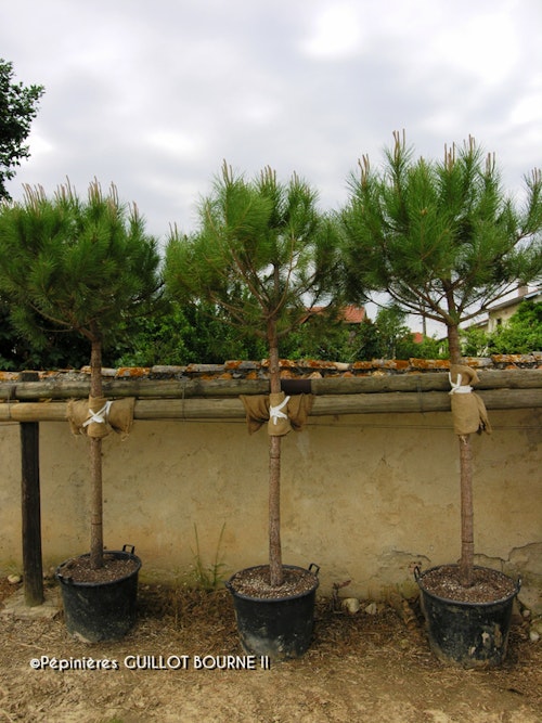 Photo Pinus pinea