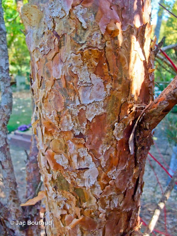 Photo Pinus sylvestris 'Drath'
