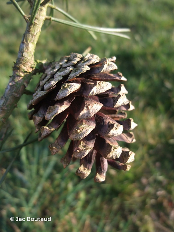 Photo Pinus sylvestris 'Drath'