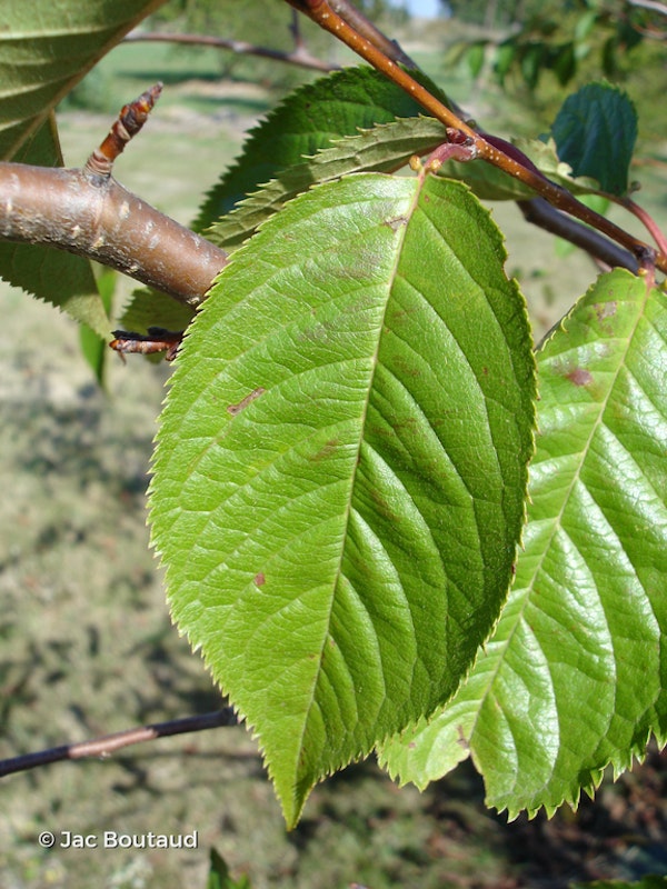 Photo Prunus 'Accolade'
