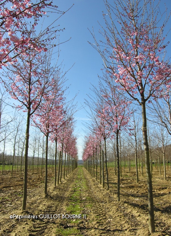 Photo Prunus 'Accolade'