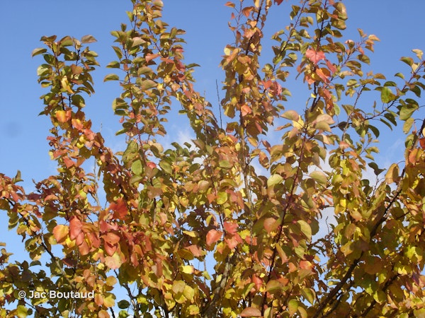 Photo Prunus armeniaca