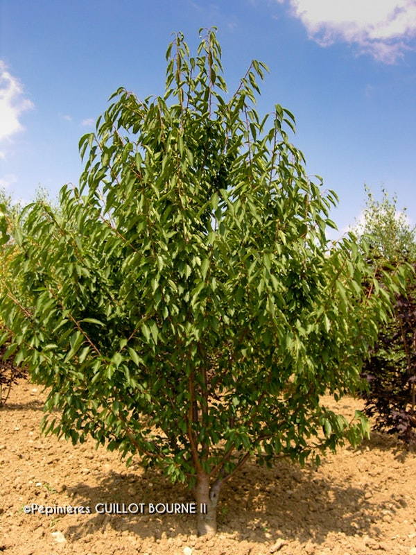 Photo Prunus avium 'Plena'