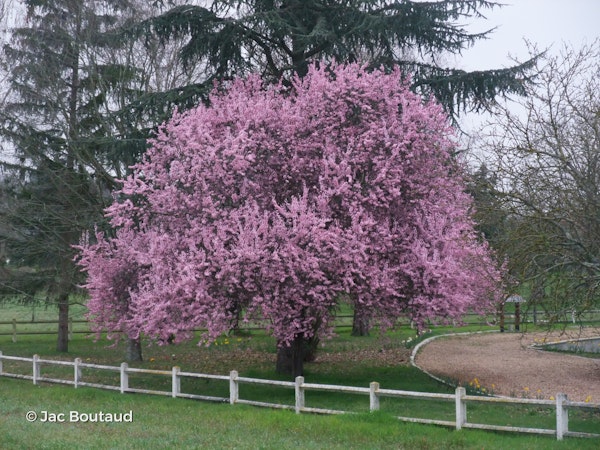 Photo Prunus cerasifera 'Nigra'