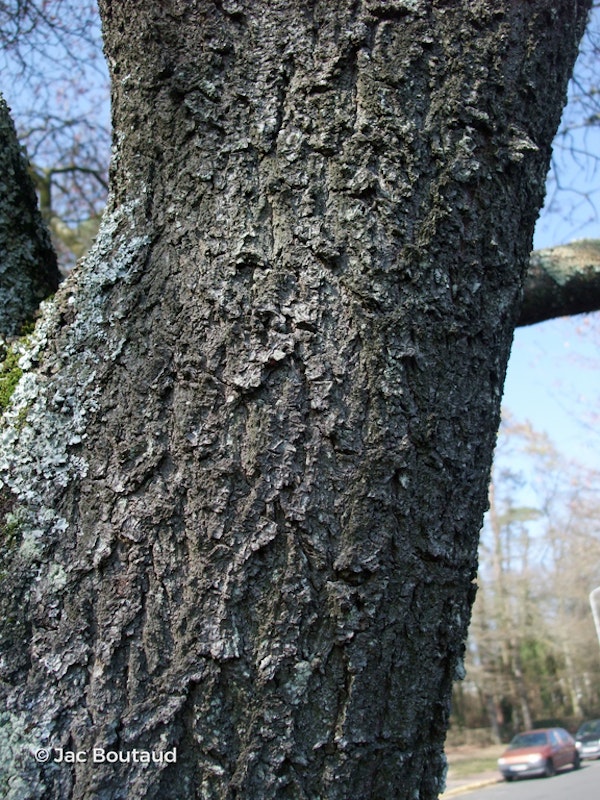 Photo Prunus cerasifera 'Nigra'