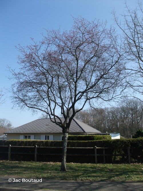 Photo Prunus cerasifera 'Pissardii'