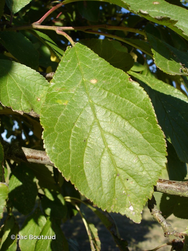 Photo Prunus domestica