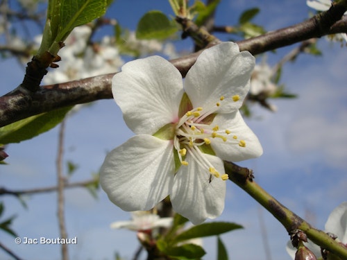 Photo Prunus dulcis