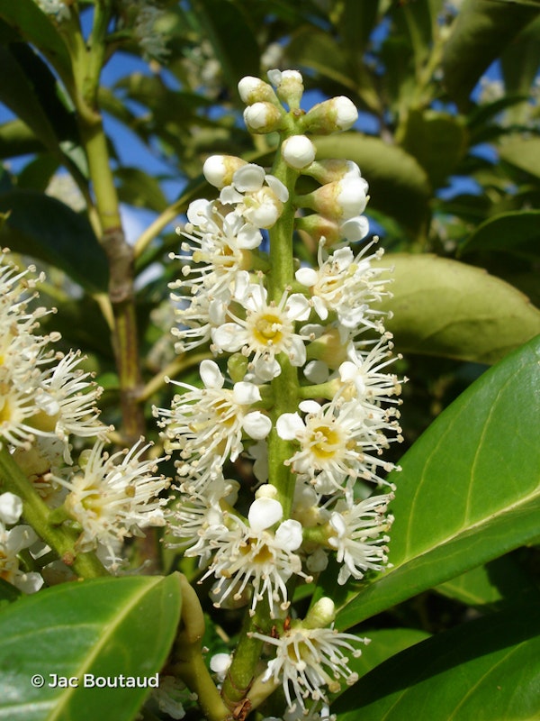 Photo Prunus laurocerasus 'Caucasica'