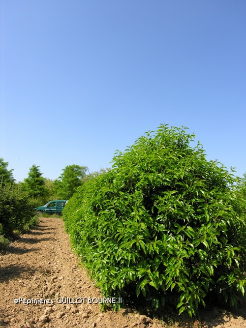 Photo Prunus lusitanica