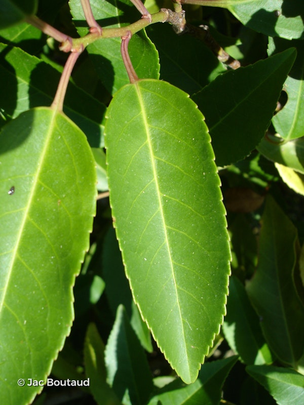 Photo Prunus lusitanica 'Myrtifolia'