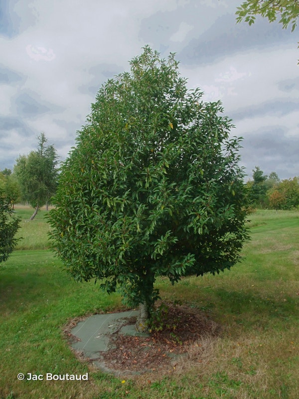 Photo Prunus lusitanica 'Myrtifolia'