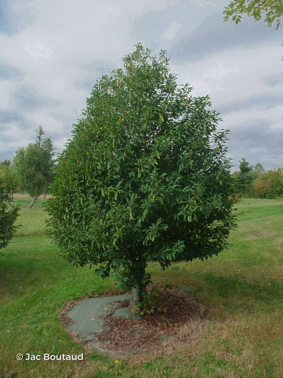 Image de Prunus lusitanica 'Myrtifolia'