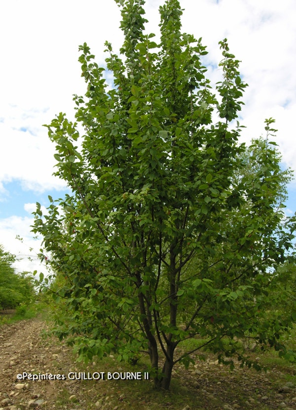 Photo Prunus padus
