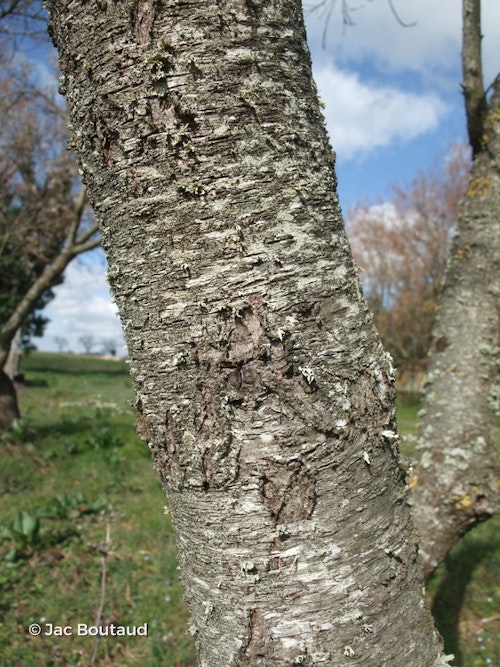 Photo Prunus persica