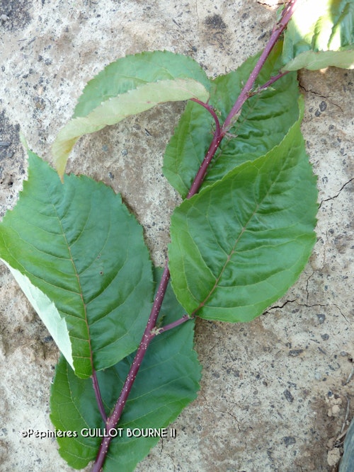 Photo Prunus sargentii