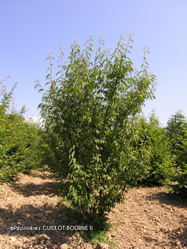 Photo Prunus serrula
