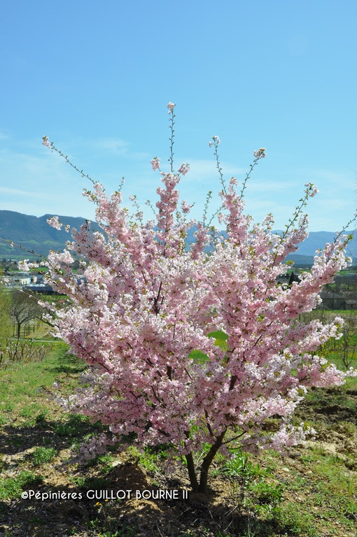 Image de Prunus serrulata 'Fugenzo'