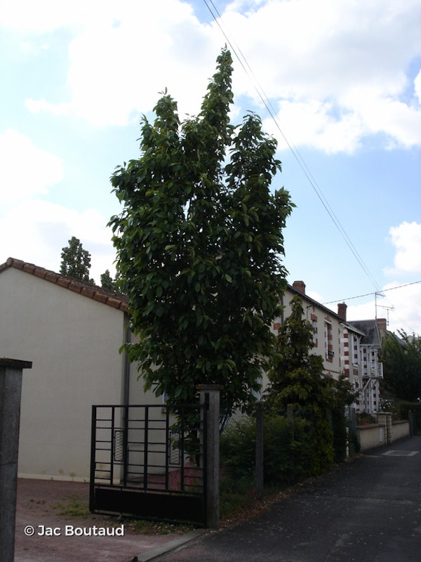 Photo Prunus 'Amanogawa'