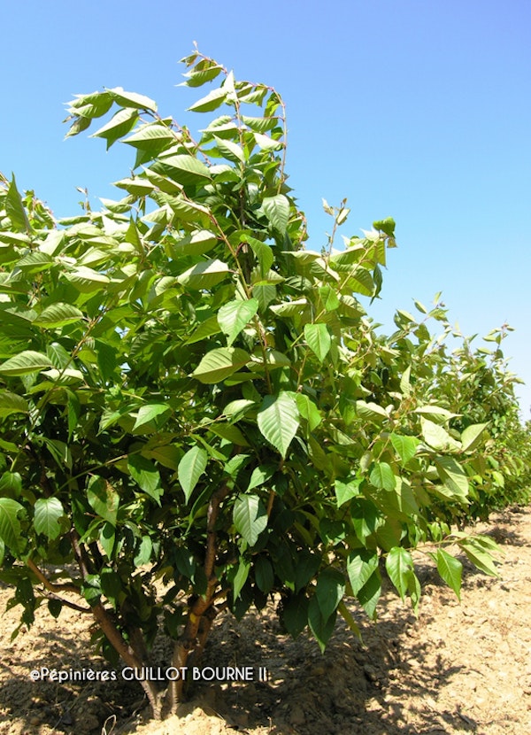 Photo Prunus 'Kanzan'