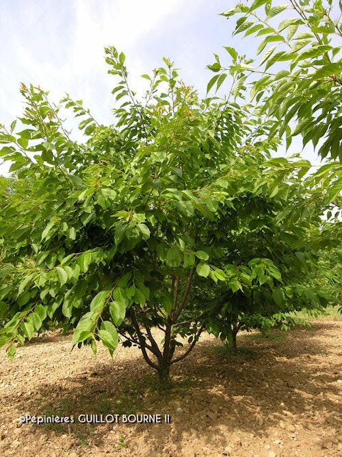 Photo Prunus serrulata 'Shirotae'