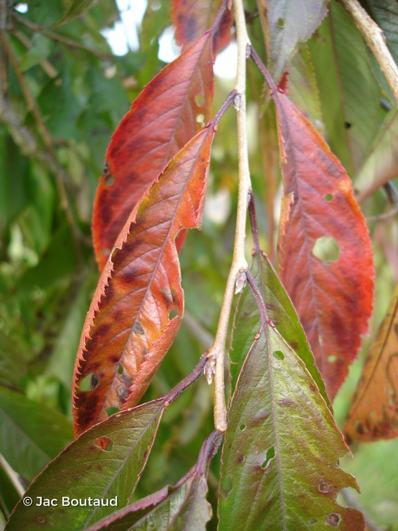 Image de Prunus x subhirtella 'Pendula Plena Rosea'