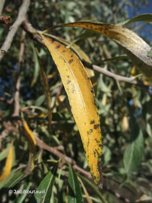 Photo Pyrus salicifolia 'Pendula'