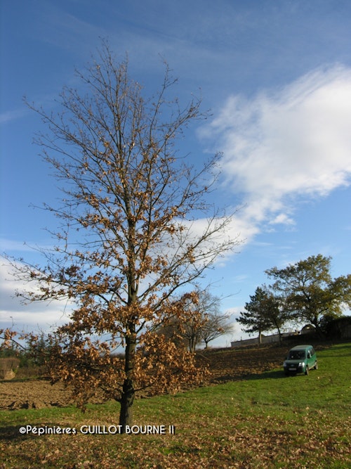 Photo Quercus cerris