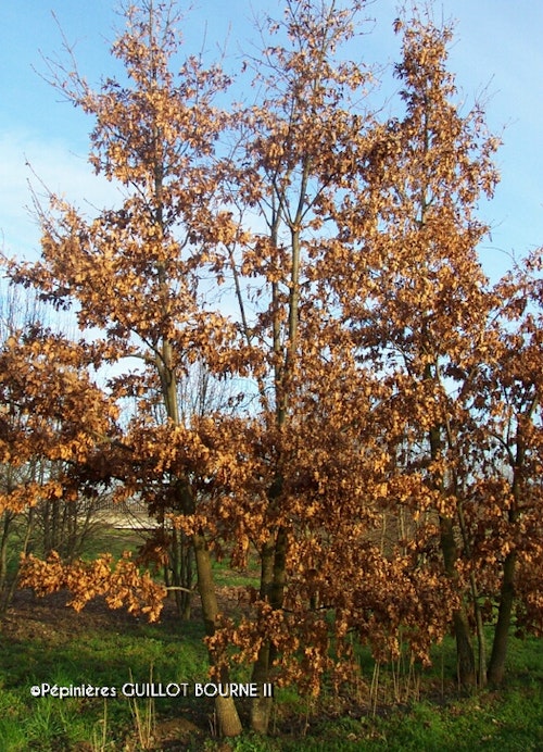 Photo Quercus cerris
