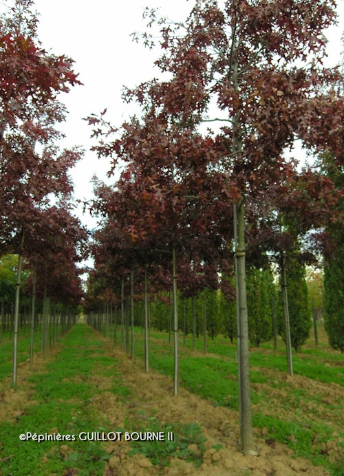 Photo Quercus coccinea