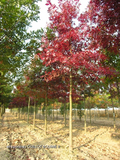 Photo Quercus coccinea