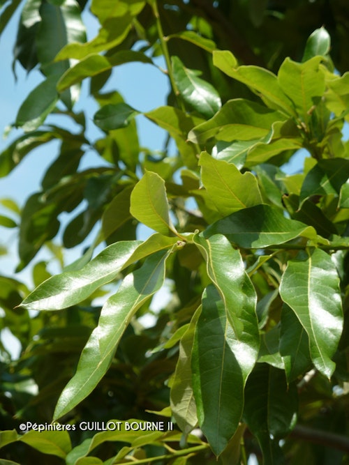 Photo Quercus imbricaria