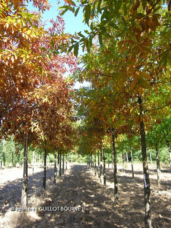 Photo Quercus imbricaria