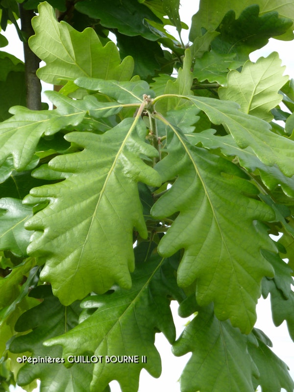 Photo Quercus macranthera
