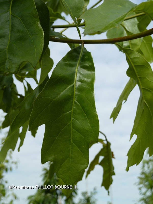 Photo Quercus macrocarpa